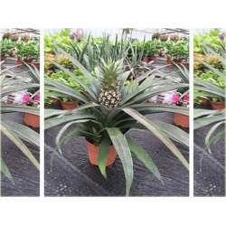 Nasiona Ananas jadalny szt.5 Nxx427
