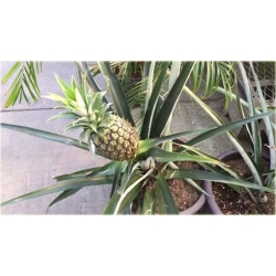 Nasiona Ananas jadalny szt.5 Nxx427