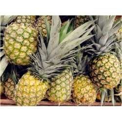Nasiona Ananas jadalny szt.5 Nxx427