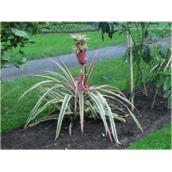 Nasiona Ananas jadalny szt.5 Nxx427