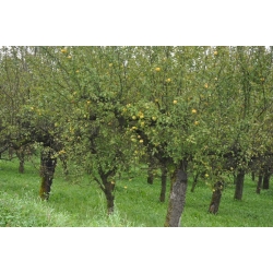 nasiona Jabłoń antonówka Malus antonowka szt5 Fore202