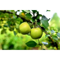 nasiona Jabłoń antonówka Malus antonowka szt5 Fore202