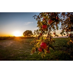 nasiona Jabłoń antonówka Malus antonowka szt5 Fore202