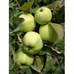 nasiona Jabłoń antonówka Malus antonowka szt5 Fore202