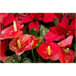 Nasiona Anturium czerwone szt.10 Nxx403