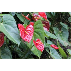 Nasiona Anturium czerwone szt.10 Nxx403