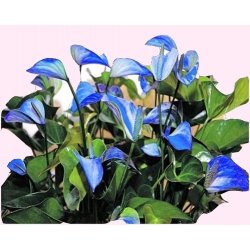 Nasiona Anturium niebieskie szt.10 N587