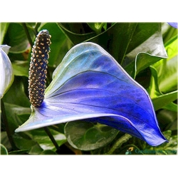 Nasiona Anturium niebieskie szt.10 Nxx587