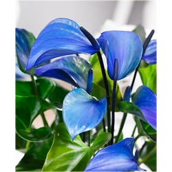 Nasiona Anturium niebieskie szt.10 Nxx587