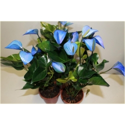 Nasiona Anturium niebieskie szt.10 Nxx587