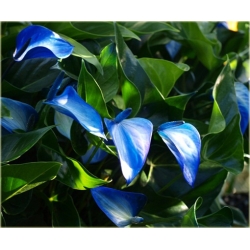 Nasiona Anturium niebieskie szt.10 Nxx587