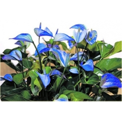 Nasiona Anturium niebieskie szt.10 Nxx587