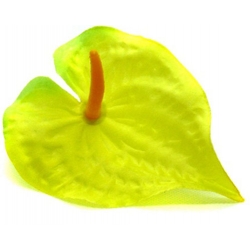 Nasiona Anturium żółte szt.10 N586