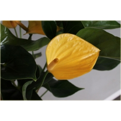 Nasiona Anturium żółte szt.10 Nxx586