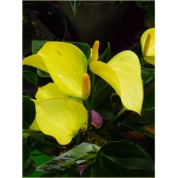 Nasiona Anturium żółte szt.10 Nxx586