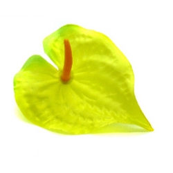 Nasiona Anturium żółte szt.10 Nxx586