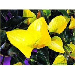 Nasiona Anturium żółte szt.10 Nxx586