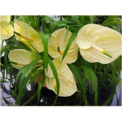 Nasiona Anturium żółte szt.10 Nxx586