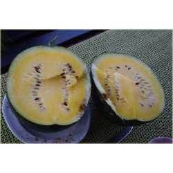 Nasiona Arbuz czarny żółty miąższ szt.5 Nxx266