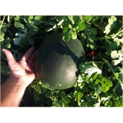 Nasiona Arbuz czarny żółty miąższ szt.5 Nxx266