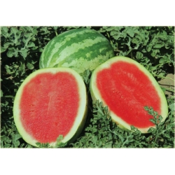 Nasiona Arbuz czerwony bez pestek szt.5 Nxx133