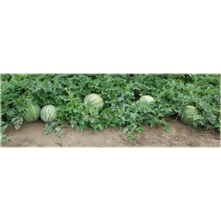 Nasiona Arbuz czerwony bez pestek szt.5 Nxx133