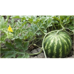 Nasiona Arbuz czerwony bez pestek szt.5 Nxx133