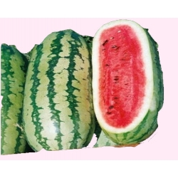 Nasiona Arbuz Gigant szt.5 N55