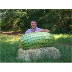 Nasiona Arbuz Gigant szt.5 Nxx55