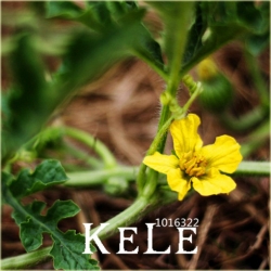 Nasiona Arbuz Gigant szt.5 Nxx55