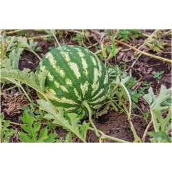 Nasiona Arbuz ogrodowy szt.5 Nxx255