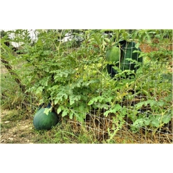 Nasiona Arbuz ogrodowy szt.5 Nxx255