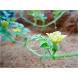 Nasiona Arbuz ogrodowy szt.5 Nxx255