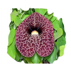 Nasiona Kokornak wielkolistny Aristolochia littoralis pnącze