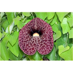 Nasiona Kokornak wielkolistny pnącza szt.5 Nxx420