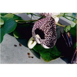 Nasiona Kokornak wielkolistny pnącza szt.5 Nxx420