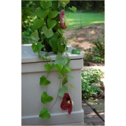 Nasiona Kokornak wielkolistny pnącza szt.5 Nxx420