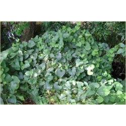 Nasiona Kokornak wielkolistny pnącza szt.5 Nxx420