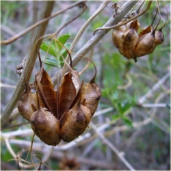 Nasiona Kokornak wielkolistny pnącza szt.5 Nxx420