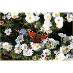 Nasiona Aster amerykański biały szt.5 Nxx489