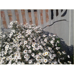 Nasiona Aster amerykański biały szt.5 Nxx489