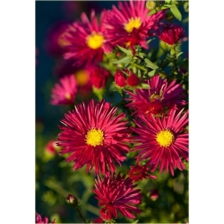 Nasiona Aster amerykański czerwony szt.5 Nxx488