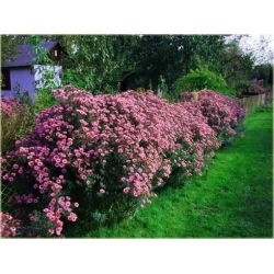 Nasiona Aster amerykański czerwony szt.5 Nxx488