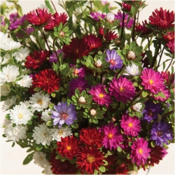 Nasiona Aster amerykański czerwony szt.5 Nxx488