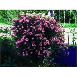 Nasiona Aster amerykański czerwony szt.5 Nxx488