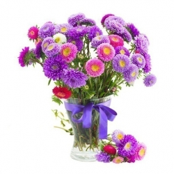 Nasiona Aster amerykański czerwony szt.5 Nxx488