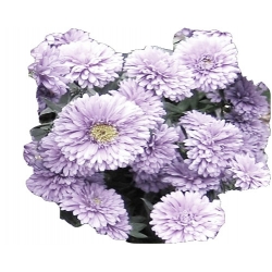 Nasiona Aster amerykański lawendowy szt.5 N490