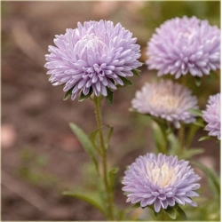 Nasiona Aster amerykański lawendowy szt.5 Nxx490