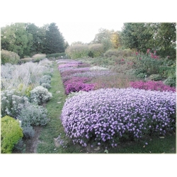 Nasiona Aster amerykański lawendowy szt.5 Nxx490