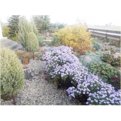 Nasiona Aster amerykański lawendowy szt.5 Nxx490